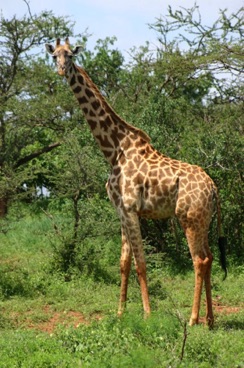 kenya 212